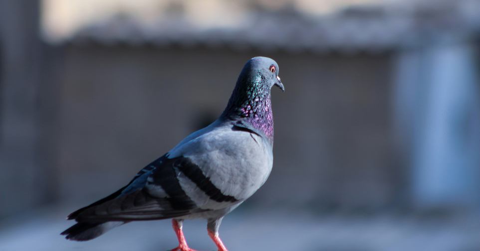 Bird pest control products